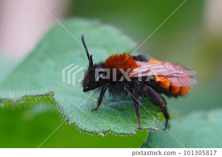 Closeup on a colorful red and black female Tawny mining bee , Andrena fulva sitting on a green leaf Closeup on a colorful red and black female Tawny mining bee , Andrena fulva sitting on a green leaf 101305817