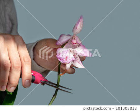 Close up pruning damaged orchid flowers with scissors. Home gardening, orchid breeding. Dry deep purple flower. Insects, pests of indoor plants, death of orchids. Dark background Close up pruning damaged orchid flowers with scissors. Home gardening, orchid breeding. Dry deep purple flower. Insects, pests of indoor plants, death of orchids. Dark background 101305818