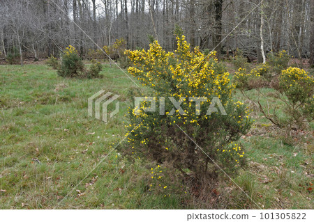 Closeup on the early yellow blossoming Common gorse, Ulex europaeus, shrubs 101305822