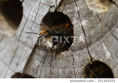 Closeup on a colorful red hairy male European orchard mason solitary bee, Osmia cornuta at the bee-hotel Closeup on a colorful red hairy male European orchard mason solitary bee, Osmia cornuta at the bee-hotel 101305858