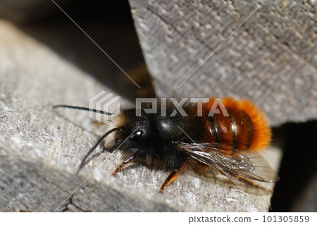Closeup on a colorful red hairy male European orchard mason solitary bee, Osmia cornuta at the bee-hotel Closeup on a colorful red hairy male European orchard mason solitary bee, Osmia cornuta at the bee-hotel 101305859