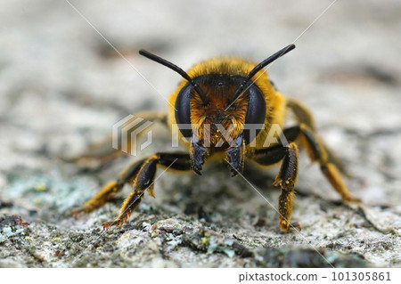 Frontal closeup of a fluffy brown female Willughby's leaf-cutter bee, megachile willughbiella sitting on wood 101305861