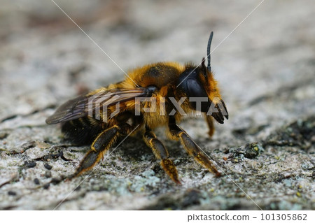 Closeup of a fluffy brown female Willughby's leaf-cutter bee, megachile willughbiella sitting on wood Closeup of a fluffy brown female Willughby's leaf-cutter bee, megachile willughbiella sitting on wood 101305862