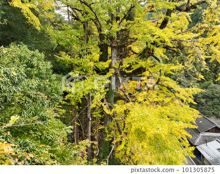 Seiyo City, Ehime Prefecture, Yuko River's ginkgo tree Seiyo City, Ehime Prefecture, Yuko River's ginkgo tree 101305875