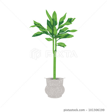 Illustration of Dracaena plant in pot on white 101306199