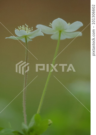 並排開花在五顏六色的三色背景 並排開花在五顏六色的三色背景 101306602