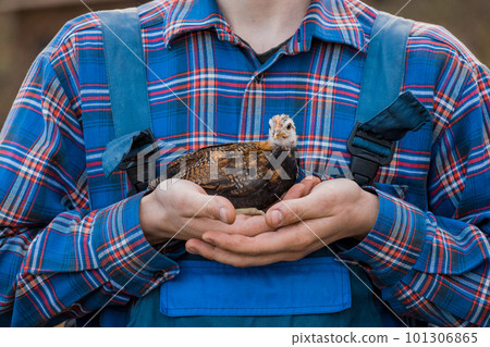 Brown dwarf chicken in farmer's hands close-up poultry farming household Brown dwarf chicken in farmer's hands close-up poultry farming household 101306865
