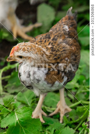One brama Colombian chicken against the background of green leaves, close-up One brama Colombian chicken against the background of green leaves, close-up 101306868