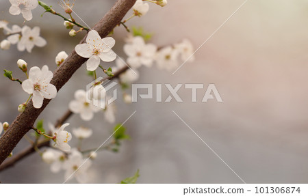 Blossom spring background. Beautiful floral springtime concept. White cherry tree flower  101306874