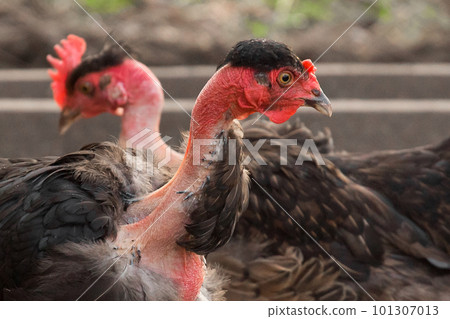 2 Chickens Head of the French White-Necked Breed in the Countryside Outdoor Close Up 2 Chickens Head of the French White-Necked Breed in the Countryside Outdoor Close Up 101307013