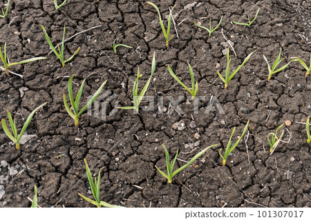 Onions grow on cracked dry soil in a garden bed Onions grow on cracked dry soil in a garden bed 101307017
