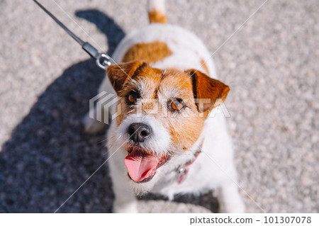 A small Jack Russell Terrier dog walking with his owner in a city alley. Outdoor pets, healthy living and lifestyle A small Jack Russell Terrier dog walking with his owner in a city alley. Outdoor pets, healthy living and lifestyle 101307078