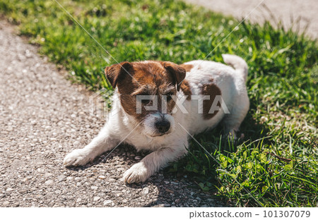 A small Jack Russell Terrier dog walking with his owner in a city alley. Outdoor pets, healthy living and lifestyle A small Jack Russell Terrier dog walking with his owner in a city alley. Outdoor pets, healthy living and lifestyle 101307079