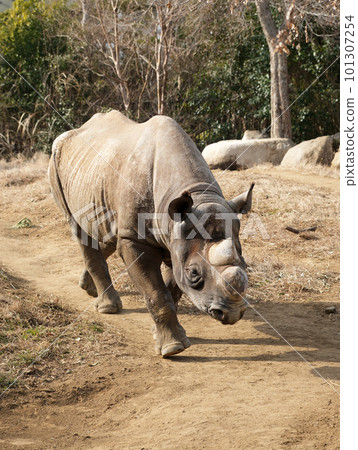 走黑犀牛 走黑犀牛 101307254