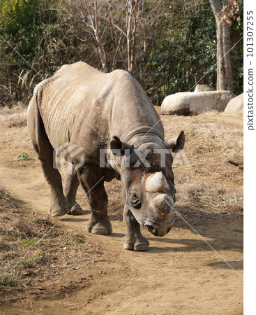 走黑犀牛 走黑犀牛 101307255