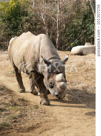 走黑犀牛 走黑犀牛 101307256