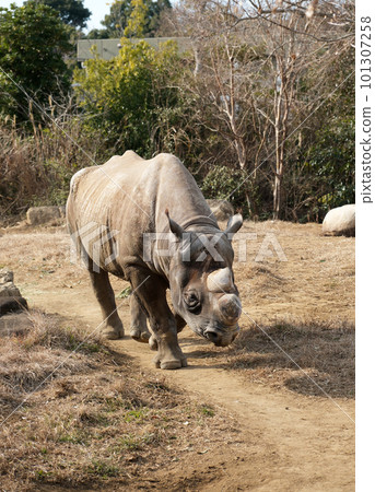 走黑犀牛 走黑犀牛 101307258