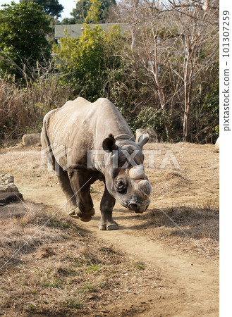走黑犀牛 走黑犀牛 101307259