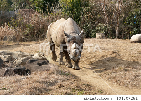 走黑犀牛 走黑犀牛 101307261