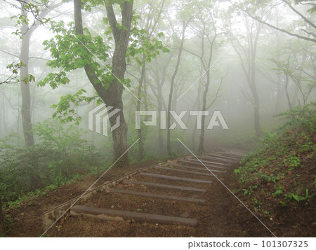 迷霧籠罩的森林小徑 101307325