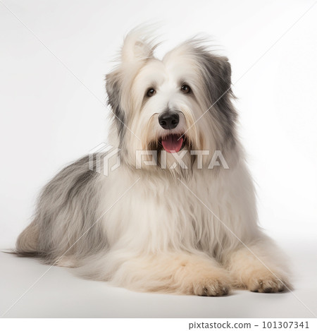 Cute white fluffy dog breed bobtail portrait close-up, isolated on white, unusual pet 101307341