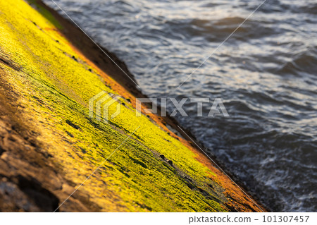 Green moss illuminated by the sun on a rock by the sea 101307457