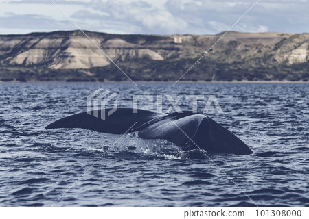 Whale Patagonia Argentina Whale Patagonia Argentina 101308000