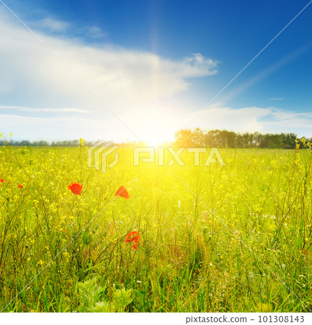 poppies field in rays sun 101308143