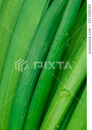 Fresh green onions on a wooden rectangular cutting board 101308265