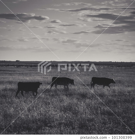 Cattle in Argentine countryside,La Pampa Province, Argentina. 101308399