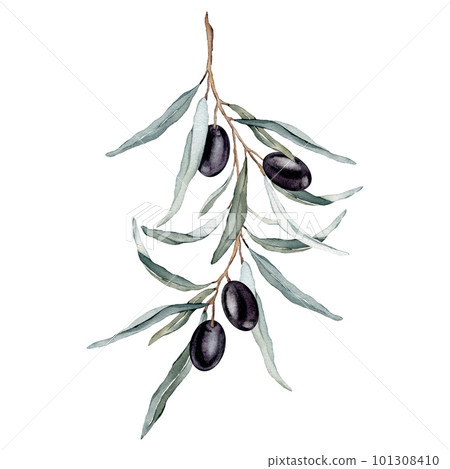 Olive branch with ripe fruits. Watercolor illustration. Hand-painted floral illustration with olive fruits and tree branches with leaves isolated on a white background. For design packaging and fabric 101308410
