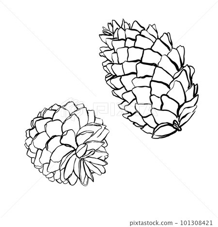 Spruce cones. Vector sketch illustrations. Watercolor image of fir cone on white background. 101308421