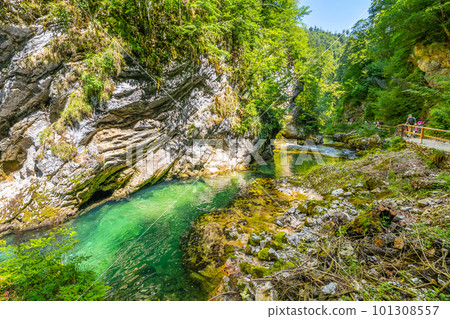 Crystal-clear water of the Radovna river in a deep rocky canyon of Vintgar. Triglav National Park, Slovenia 101308557