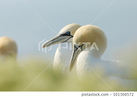 Portrait of pair of Northern Gannet, Sula bassana, day light in the background. Two birds in love, animal love behaviour. Helgoland, Germany Portrait of pair of Northern Gannet, Sula bassana, day light in the background. Two birds in love, animal love behaviour. Helgoland, Germany 101308572
