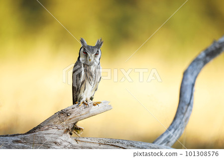 Northern white-faced owl, Otus leucotis, bird in the nature habitat in Africa. Owl in african savanna. Animal sitting on the tree branch. Wildlife scene from Africa. Northern white-faced owl, Otus leucotis, bird in the nature habitat in Africa. Owl in african savanna. Animal sitting on the tree branch. Wildlife scene from Africa. 101308576