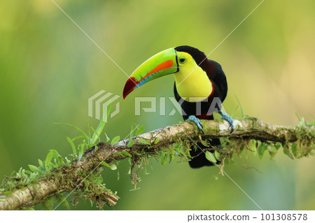 Keel-billed Toucan, Ramphastos sulfuratus, bird with big bill Keel-billed Toucan, Ramphastos sulfuratus, bird with big bill 101308578