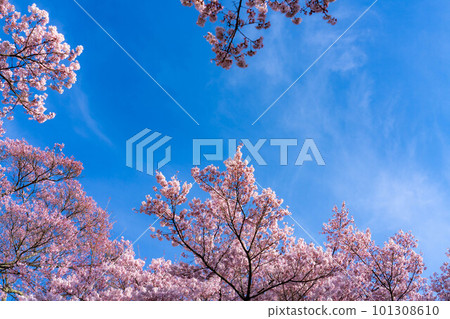 [春季材料]高遠城址公園的櫻花和藍天[長野縣] 101308610