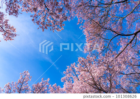 [Spring material] Cherry blossoms and blue sky at Takato Castle Ruins Park [Nagano Prefecture] 101308626