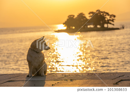 宍道湖和柴犬島根觀光景點和狗的日落 柴犬、狗、日本狗、寵物 宍道湖和柴犬島根觀光景點和狗的日落 柴犬、狗、日本狗、寵物 101308633
