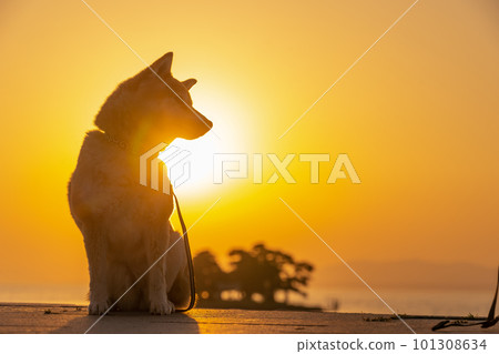 宍道湖和柴犬島根觀光景點和狗的日落 柴犬、狗、日本狗、寵物 101308634