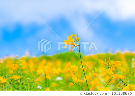 [Summer material] Nikko Kisuge in full bloom on the Kurumayama plateau and Kirigamine [Nagano Prefecture] 101308680