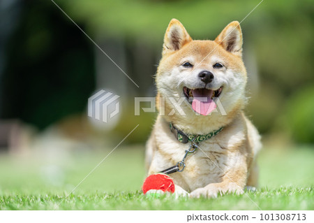 Shiba Inu 玩球 Dog playing with a ball 柴犬,狗,日本狗,寵物 Shiba Inu 玩球 Dog playing with a ball 柴犬,狗,日本狗,寵物 101308713
