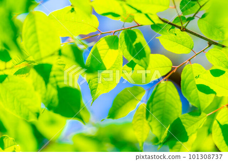 [Early summer material] Fresh green and blue sky [Nagano Prefecture] 101308737