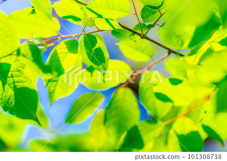 [Early summer material] Fresh green and blue sky [Nagano Prefecture] 101308738