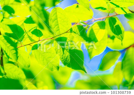 [Early summer material] Fresh green and blue sky [Nagano Prefecture] 101308739