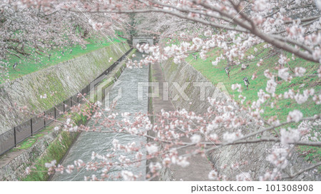 琵琶湖運河櫻花 101308908