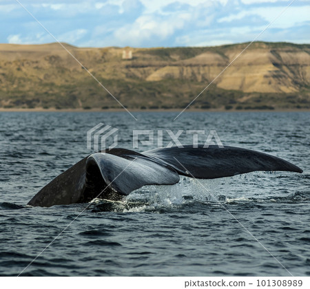 Whale Patagonia Argentina Whale Patagonia Argentina 101308989