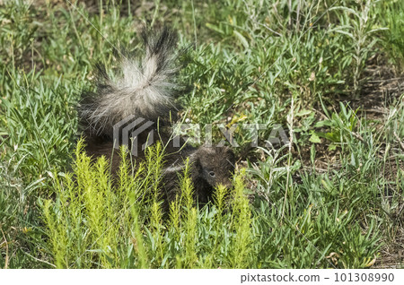 Hog nosed skunk, Patagonia Argentina Hog nosed skunk, Patagonia Argentina 101308990
