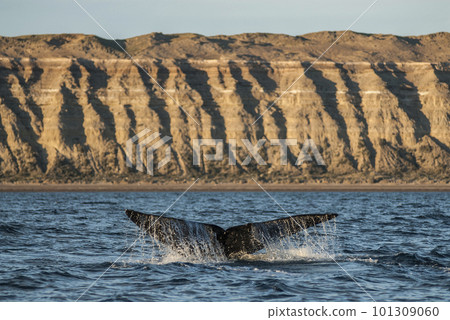 Whale jumping Patagonia Argentina Whale jumping Patagonia Argentina 101309060
