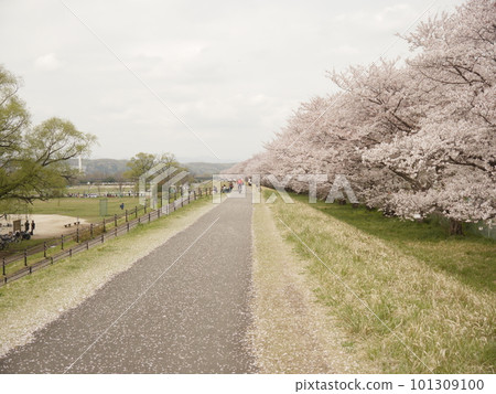 沿岸盛開的櫻花(玉川綠地鯨魚運動公園) 沿岸盛開的櫻花(玉川綠地鯨魚運動公園) 101309100